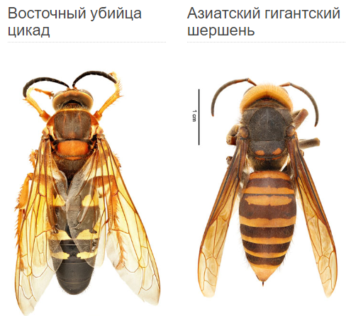 Как выглядит азиатский шершень